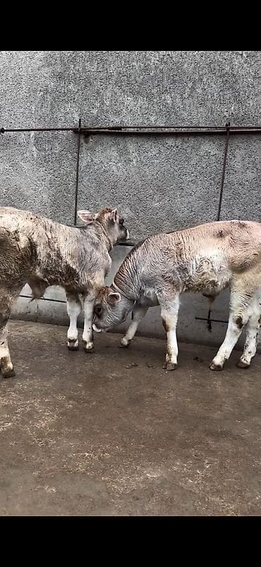 heyvan bazari inekler: Məhsul: Dana balaları (2 baş) Xüsusiyyətlər: - Cins tipi: yerli — 3