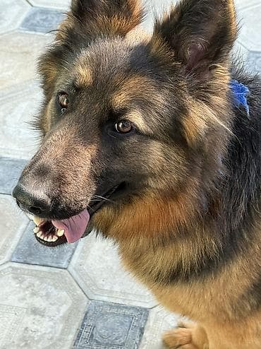 meydan itleri: Alman çoban iti, 1 il, Dişi — 4