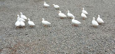 домик для маленькой собаки: Kalduk ördəkləri satılır.Mini dekorativ ördəklərdir.Qiymət bir ədədinə — 2