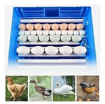 Elani di̇qqətlə oxu,sonra zəng et.! Satılan latokdur,inkubator deyil.!