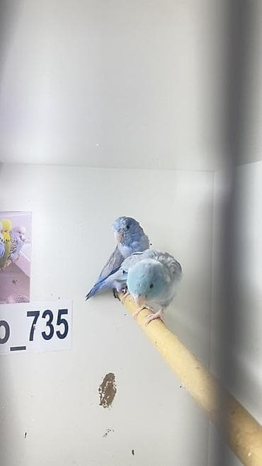 cut bitkisi: Məhsul: Cütlük mavi-parlaq rəngli dekorativ quşlar (parrotlet/kiçik — 2