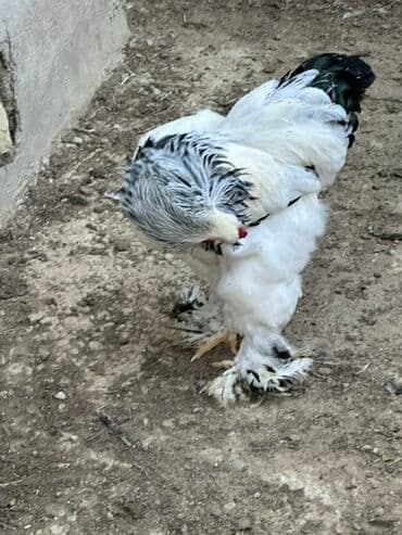 sumqayitda heyvan siginacagi: Brahma cinsli xoruz – “Light” 7 aylıq - Geniş bədən quruluşu, hündür — 2