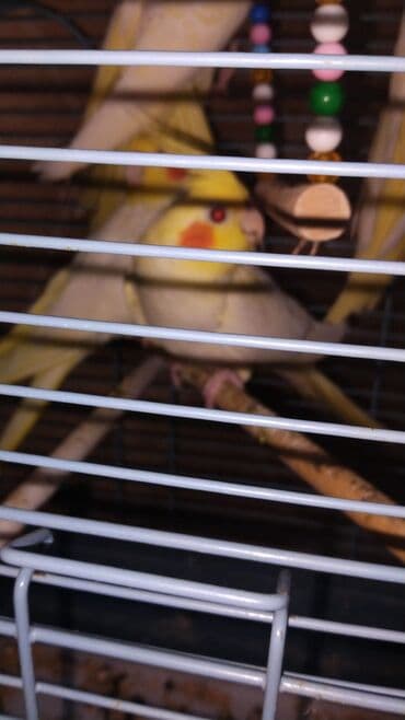 quş şekilleri: Korella erkey disi var 3 ayliq 6-7-9 ayliq hazir cut var korella bala — 2