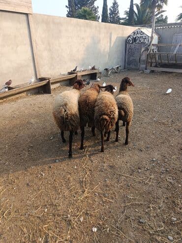 balasina sud vermeyen qoyuna ne deyirler: Qoyunlar – yerli cins, qəhvəyi-qara rəngdə, uzunqulaq, qıvrım yunlu — 4