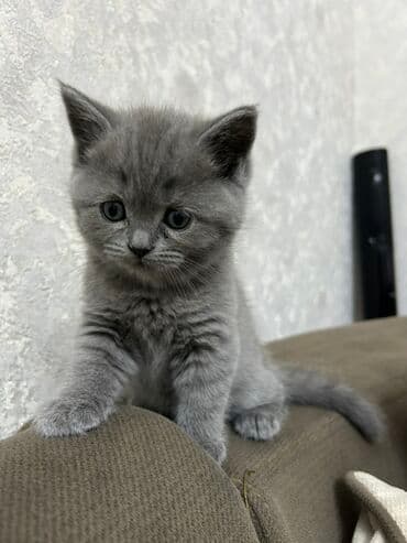 pişik şekileri: Britan, Dişi — 2