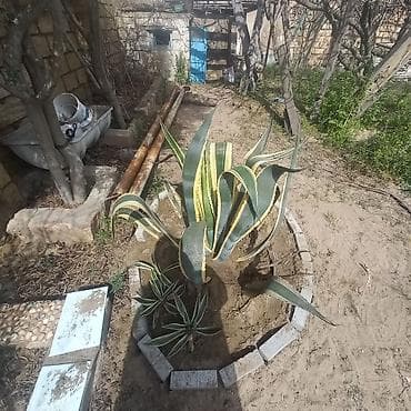 51 roza: Aqava americana “Variegata” – dekorativ sukulent - Növ: Agave — 5