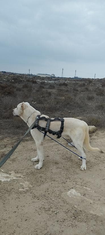 itlerin satisi: Alabay — 2