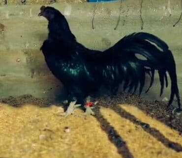 zümrüd ördək: Tek 100 ayam zemani cut 200m .qap — 14