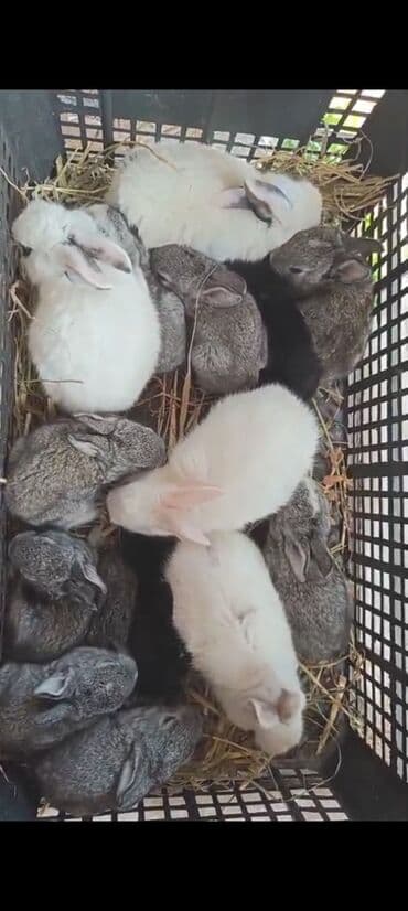 bala dovşanlar: Dovsan balalaro topdan — 1