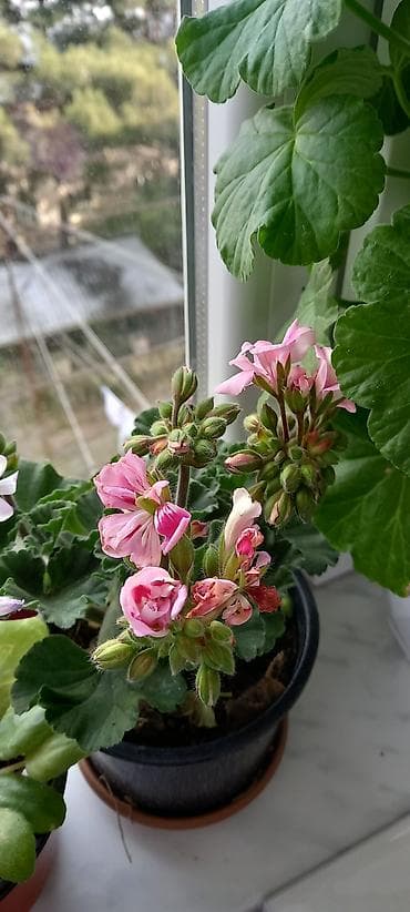 ev bitkisi: Satılır: otaq gülləri kolleksiyası - Sardunya (Pelargonium) – bir — 2