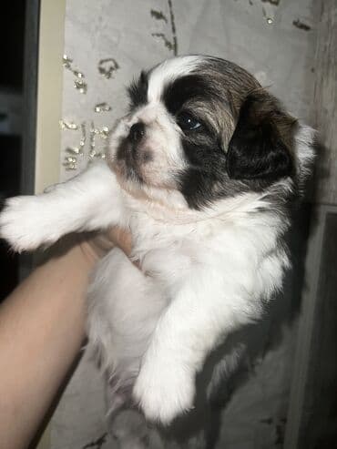 купить собаку болонку: Пекинес, Самка, Самовывоз — 3