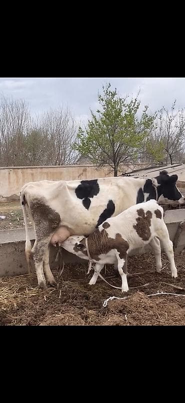 ev quslari haqqinda melumat: Süd malqarası – inək buzovla birlikdə - Cins: holştin tipli, ağ-qara — 3