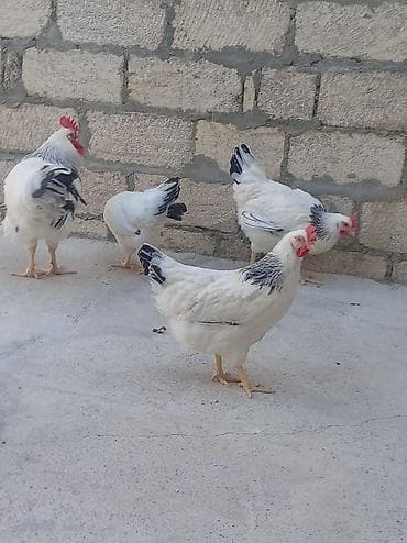 Toyuqlar: Toyuq, Damazlıq — 4