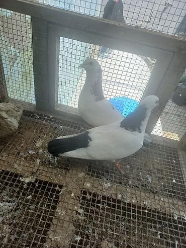 katibə quşu: 3 ədəd göyərçin. Ünvan Sabunçu. Dişi qara boynugüllü — 10