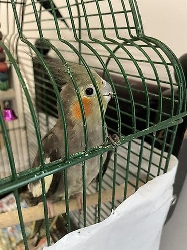 pisik ev: Nimfa (cockatiel) papağanı və qəfəsi - Növ: Nimfa (cockatiel) - Rəng — 2