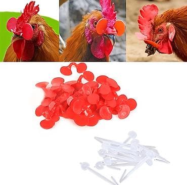 Птицы: Toyuq eynəkləri – Bir-birini dimdikləməyə son! - ​Qiymət: 2 ədədi 1 — 1