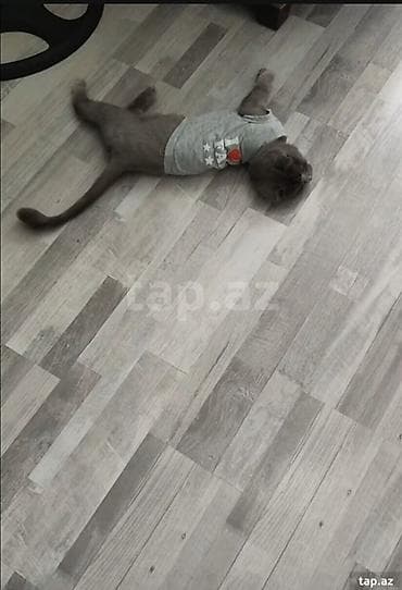 pisik esyalari: Şotland — 2