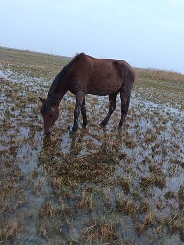 çin aslanı: Satilir cavan heyvan normal yerisde sadece baxa. Bilmirem deye ariqdi — 4