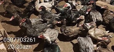 ordek qaz: - Növ: Lal ördək, amerikan sortu - Rənglər: tünd, ağ və qəhvəyi — 4