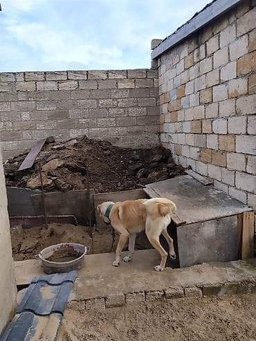 it üçün sinelik: Evvela salam.it cox zloy ve cevik itdi.ferma ve heyetyani sahelere tam — 2