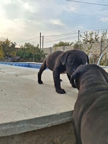 кане корсо в баку: Кане-корсо, 1 месяц, Самка, С прививками, Самовывоз — 5