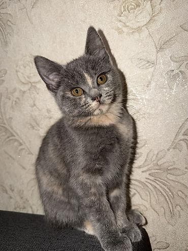 xaski it sekilleri: Yaxşı əllərə — 2