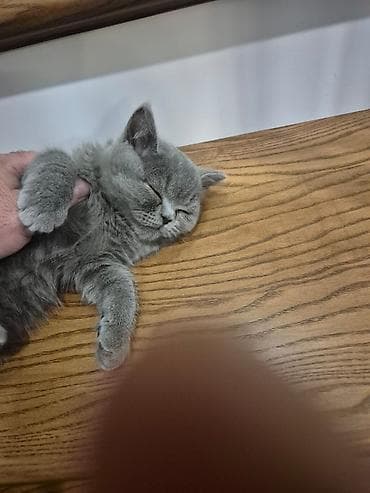 heyvan adlari: Britan — 7