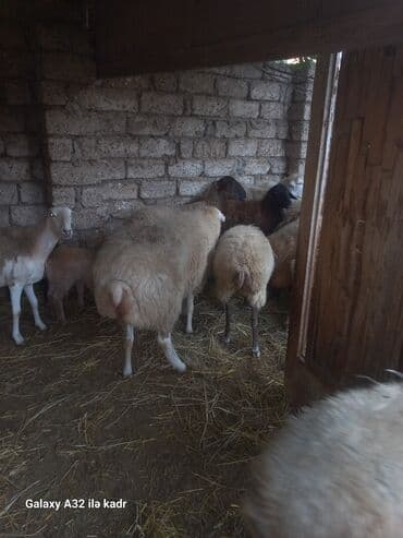 hinduşqa balası: Qoç satılır .buynuzlu qoç 650 manata beyləqan 1000 manat sonudu.qoyun — 3