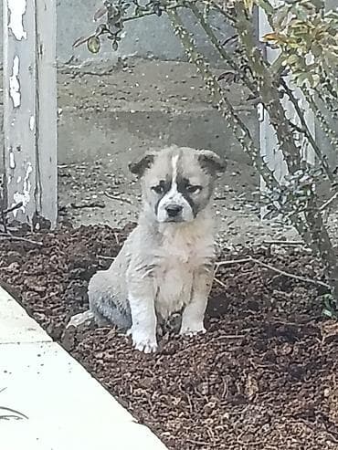 pikines qiymeti: Salam 25 Gunlukdiler Samaxi Qurdbasar kucukleri di Erkek disi. Cut — 3