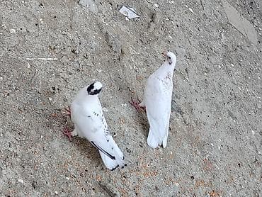 pitbull bala: Salam tay balalar cutu 15manat unvan maşdaga 0516831165 vatsapda — 5