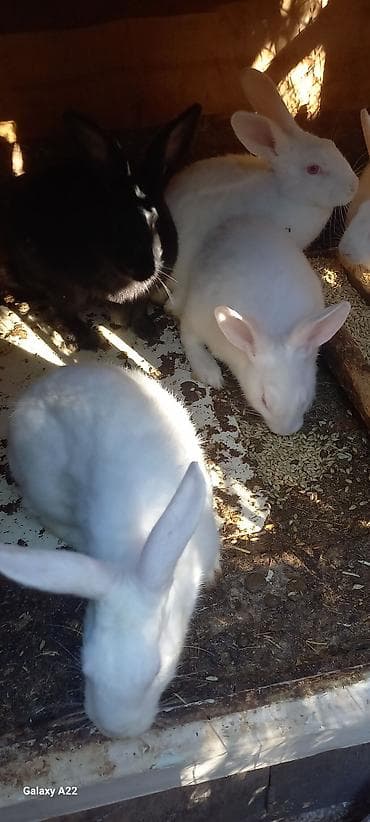 heyvanlar quba: Kaliforniya dovşanı və yerli cins qarışığıdır. Sağlam, aktiv və yaxşı — 2