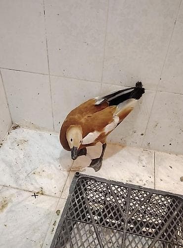 Anqut erkək qazı satlır aktif cütə gedən erkəkdi.Ünvan bərdə rayon