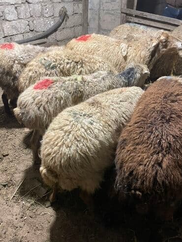 Salam heyvanlar hamısı sağlam heyvanlardı hamısı boğazdır!!! — 2