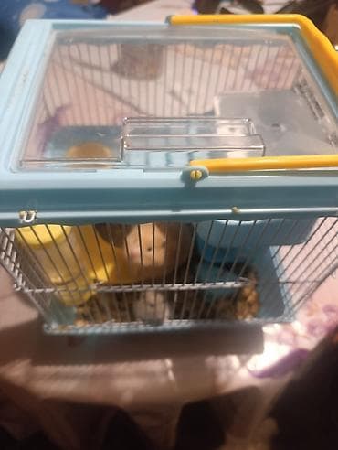 heyvanlar ucun mallar: Xamster üçün tam dəst qəfəs - Kompakt ölçülü, ikimərtəbəli — 4