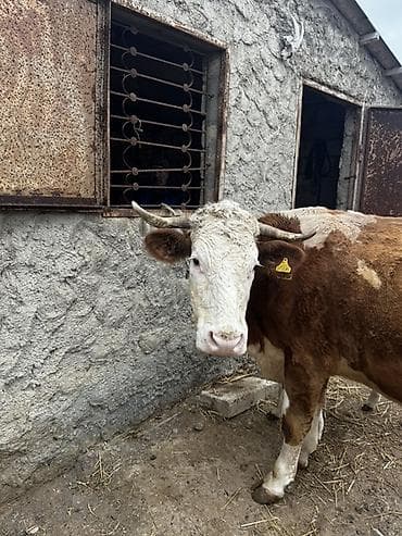 Рогатый скот: Erkək balalı inək satılır. Təmiz simmental cinsidir.Balası da — 5