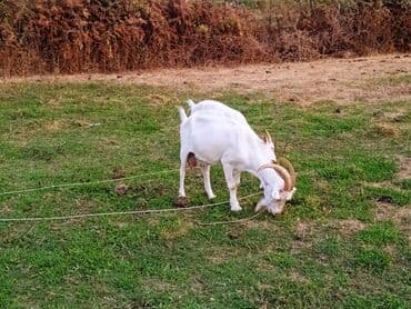 chihuahua qiymeti: Dişi, il: 2, Südlük — 6