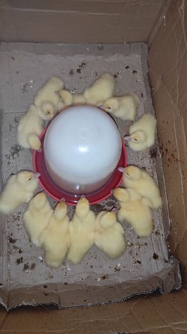 возьму породистого котенка в дар: Самка, | Lal ordek, Для разведения, Самовывоз — 1