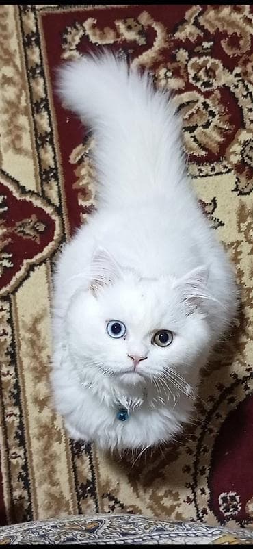 pişiylər: Cutlesdirilir. Disi pisik sahibleri yazssin. cox gozel ozu kimi qar — 1