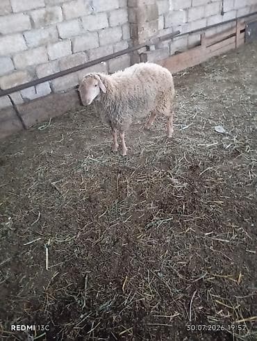 Qoyunlar, qoçlar: Disi quzudu Super kok quzudu 5 ayliqdi riyal alici olsa cuzi endirim — 2