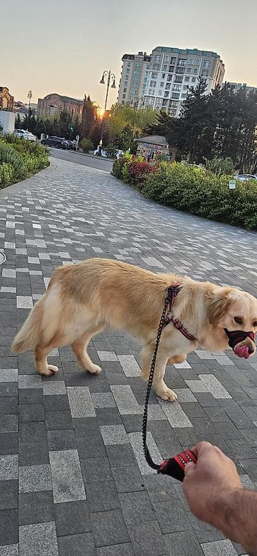 Retriever, 1 il, Dişi, Sənədli, Ünvandan götürmə lalafo.az -da Retriever, 1 il, Dişi, Sənədli, Ünvandan götürmə
