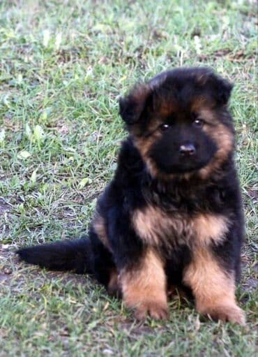 alman ovcarka balaları: Alman çoban iti, 2 ay, Erkek, Sənədli, Pulsuz çatdırılma — 3