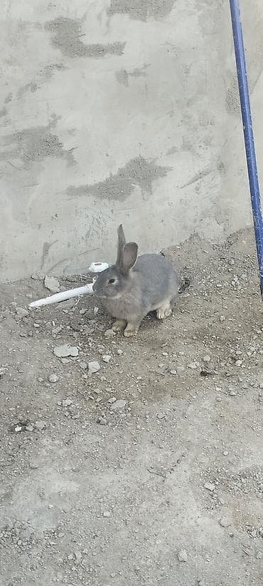 boyuk qəfəs: Hər kəsə salam bala dovşandır hələ yəni böyük deyil indidən deyim ev — 5