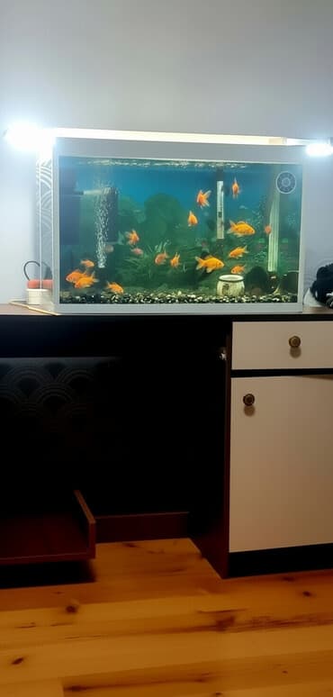 Akvariumlar: Akvarium-şkaf, Balıqlarla birlikdə, 100 l, Ünvandan götürmə — 1