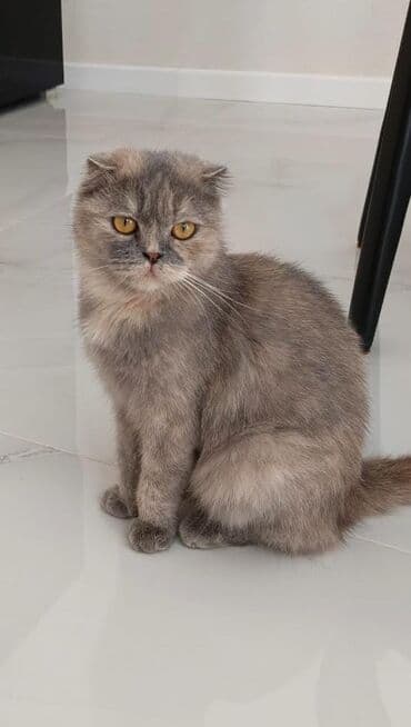 сиамская вислоухая кошка: Шотладская вислоухая, Самка, В добрые руки — 1