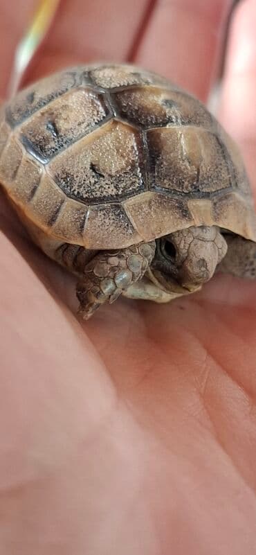 tap.az heyvanlar xacmaz: MiniatMəura quru tısbağa - Kiçik ölçülü, əl üstündə rahatlıqla — 5