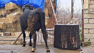 Собаки: Самка, Simental, лет: 4, 650 кг — 8