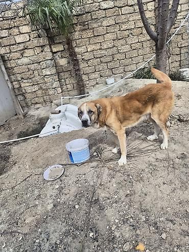 it şəkilləri: Qurdbasar, Peyvəndli — 2