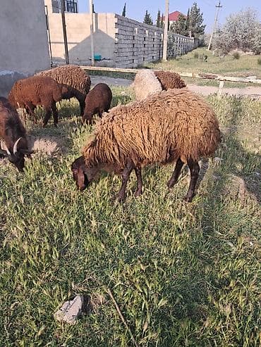 heyvanlar: Qala qocu 1 yasi var cox qizqin heyvandi — 1