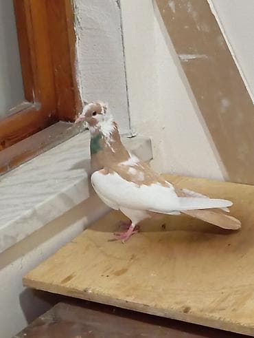 goyercin bazari: Sarı Nişan Maya 12 Tük Tutulma — 4