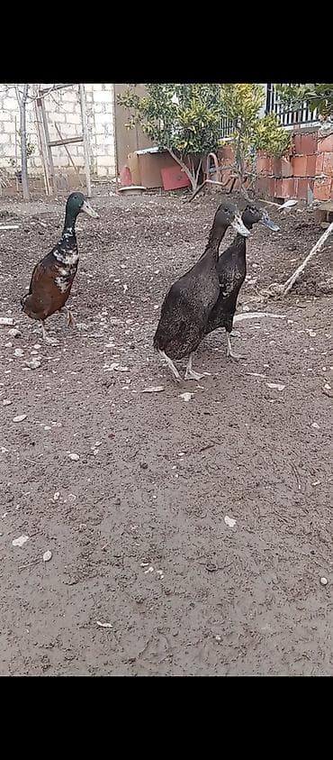 itin evi nece adlanir: Salam pinqivin ordekler iki fere bir xoruz fereler yumurtduyur qiymet — 1